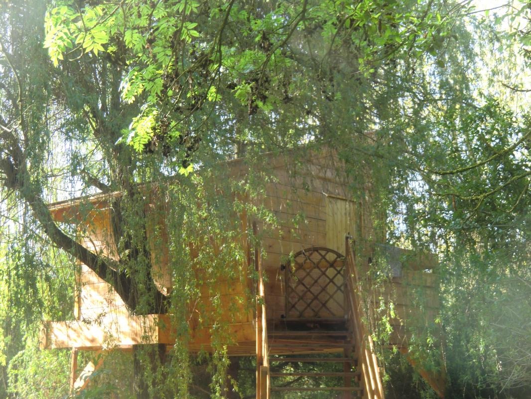 Cabane dans les arbres