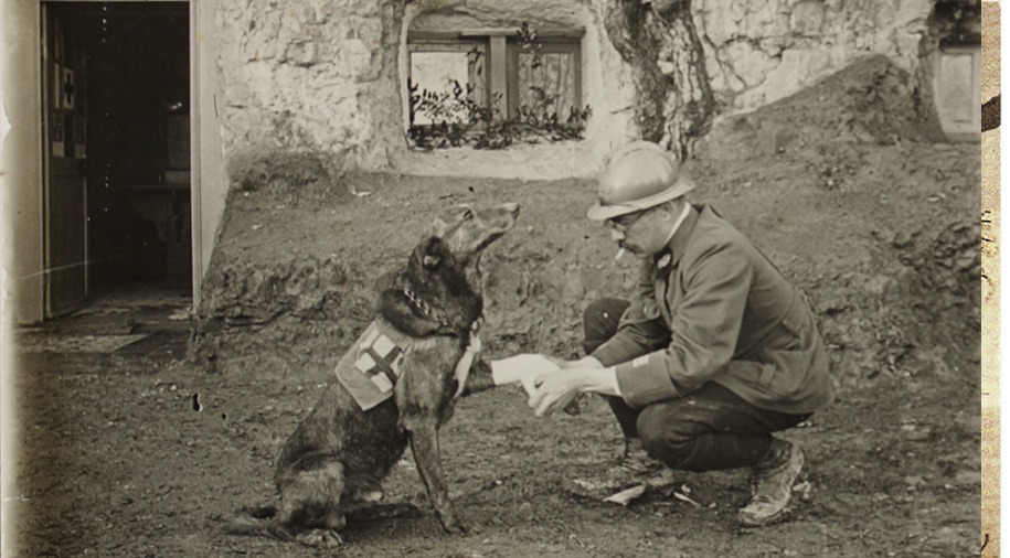 Visite guidée Les animaux dans la guerre